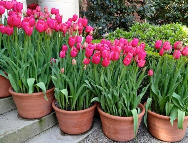 výsadba tulipánov
