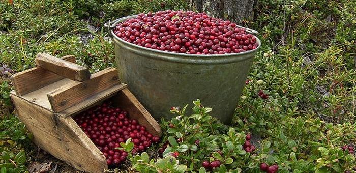 picking lingonberry