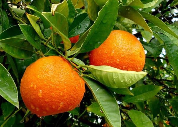 rosnąca pomarańcza