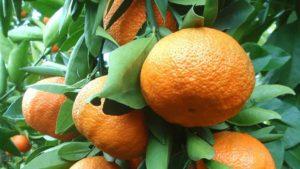 Descripción de las variedades de mandarina Unshiu y cultivo en casa.
