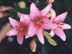 Do I need to dig lilies for the winter, preparing a shelter, when to cut and how to store