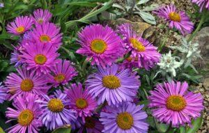 Description of varieties of alpine asters, cultivation, planting and care