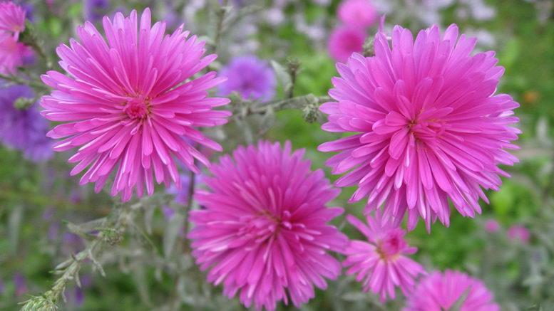 aster rosa cinese