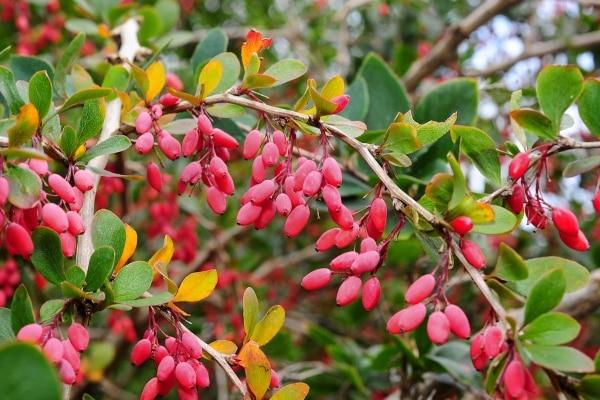 pruning barberry