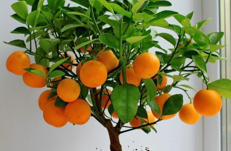trồng một quả cam