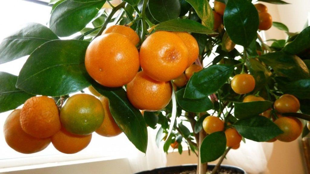 Anbau von Mandarine