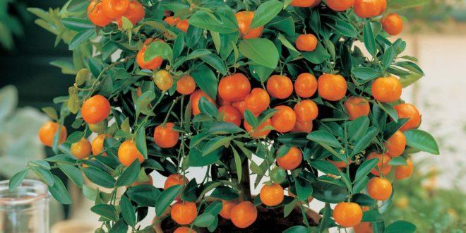 Anbau von Mandarine