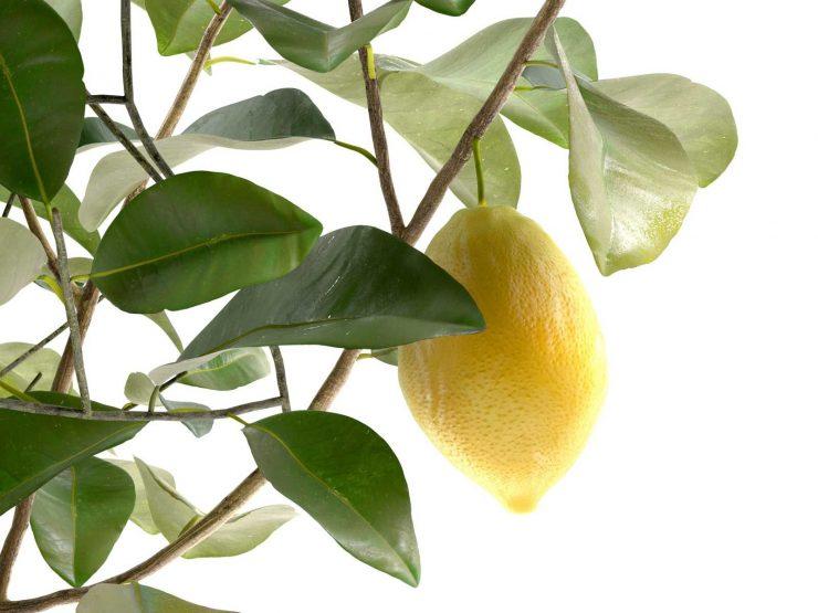 citron lunario