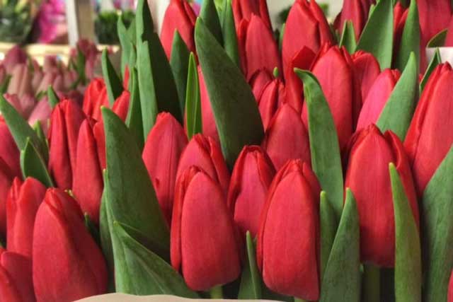 tulipan trijumf oskar
