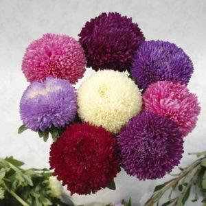 Description of Chinese aster varieties and cultivation features