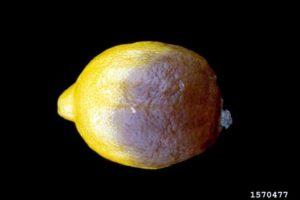 Příčiny citrusových chorob a škůdců a kontrolní opatření