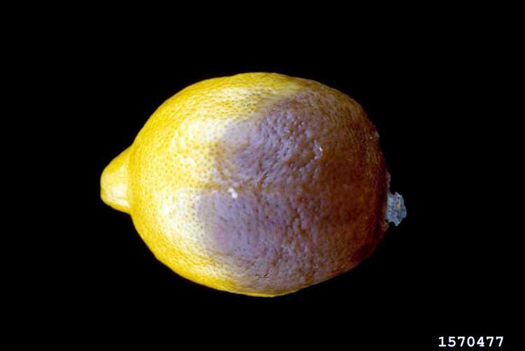 Vėlyvas citrusinių vaisių pūtimas
