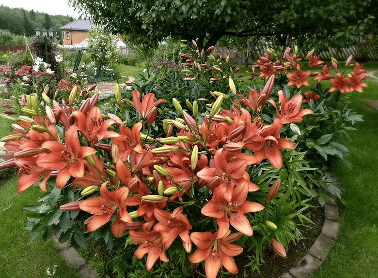 do i need to dig lilies for the winter