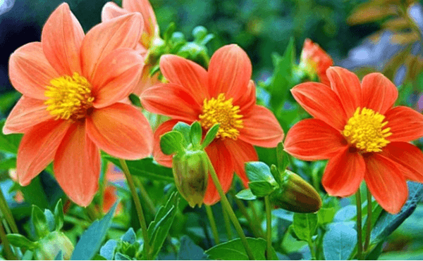 flores de dalia