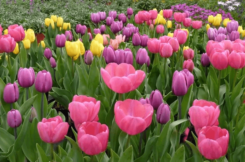 Que hermoso plantar tulipanes Diseño