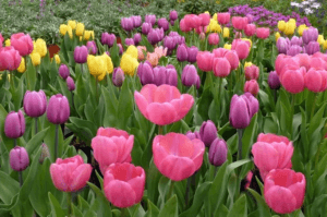 Quan és millor plantar tulipes a la tardor a la regió de Moscou