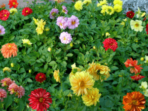 Description of the dahlia variety Merry guys, cultivation technology and care