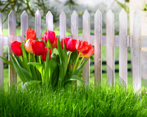 Com i quan transplantar les tulipes a la tardor d’un lloc a l’altre