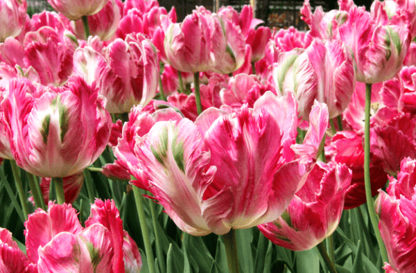 plantar tulipanes