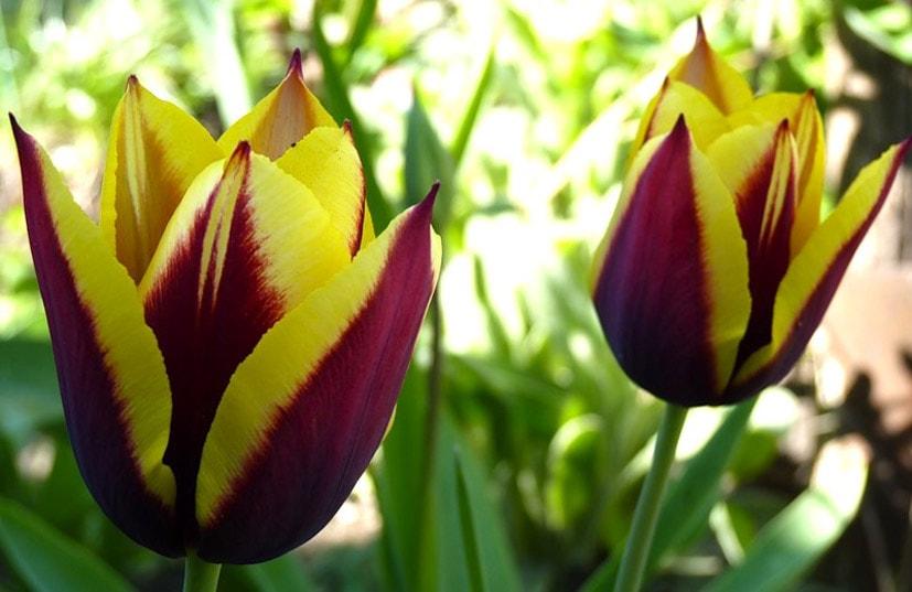 smuk tulipan