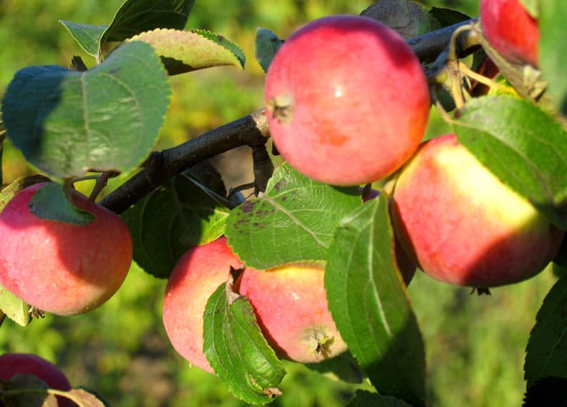 jabłoń bolotovskoe