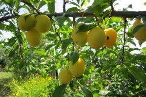 Description of the best varieties of cherry plum for the Moscow region, planting, growing and care