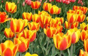 Descripción y características de la variedad de tulipanes Apeldoorn, plantación y cultivo.
