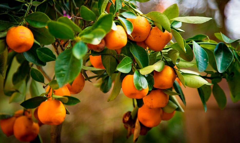 pestovanie pomaranča