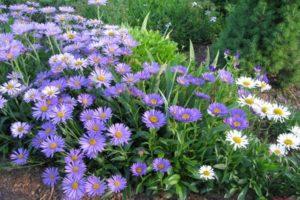 Description of varieties and varieties of shrub asters, cultivation and care
