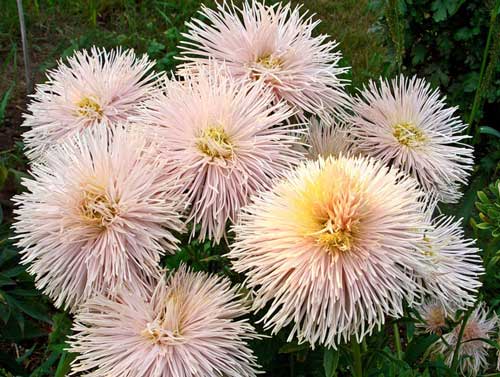 aster annuale