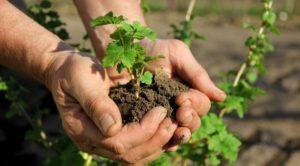 How to properly propagate currants by cuttings and layering in summer and autumn