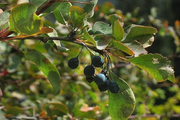 berries on the bush