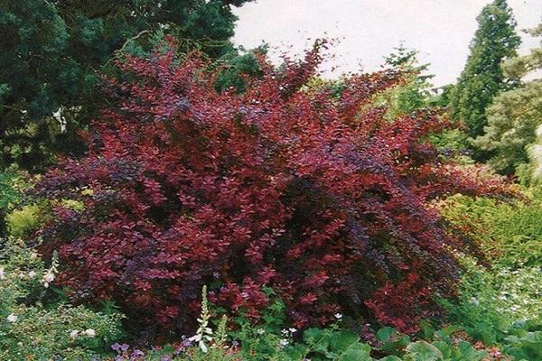 farvet busk