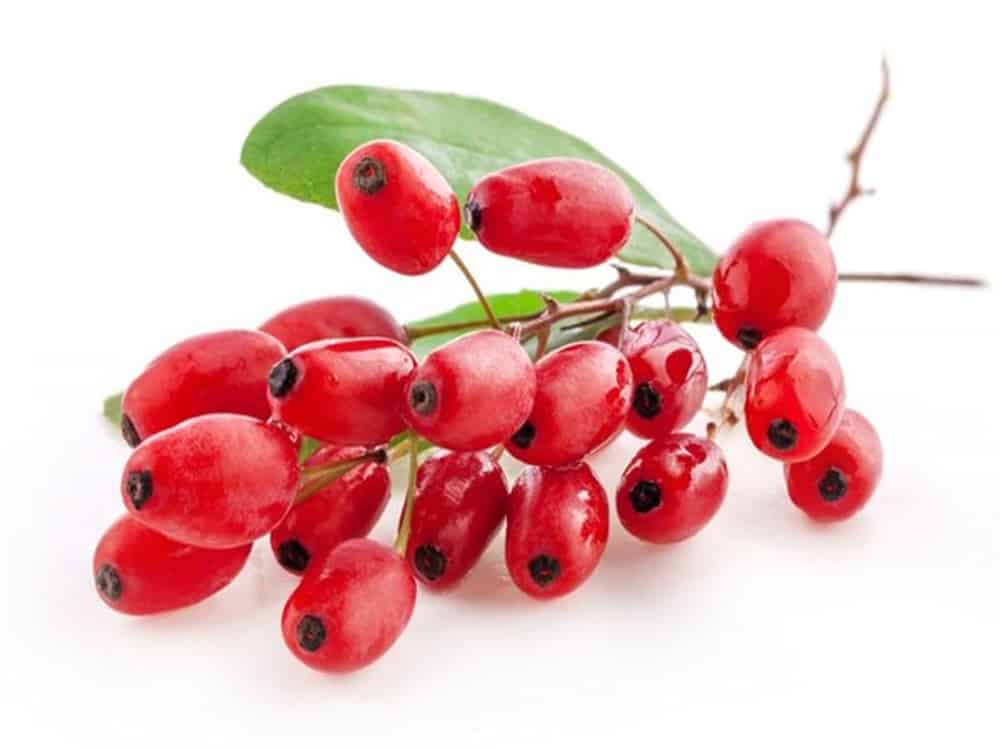 φαρμακευτικές ιδιότητες barberry