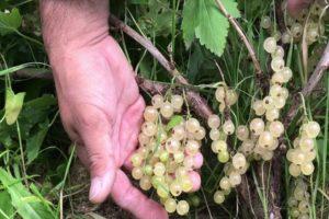 Description of the best varieties of white currant, planting, growing and care