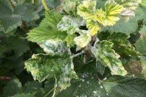 Causes de la floració blanca a les fulles de grosella, com processar i què fer per al tractament