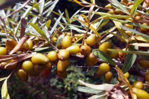 Come trattare l'olivello spinoso da malattie e parassiti, trattamento e controllo di essi