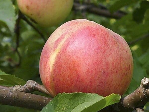 jabłoń bolotovskoe