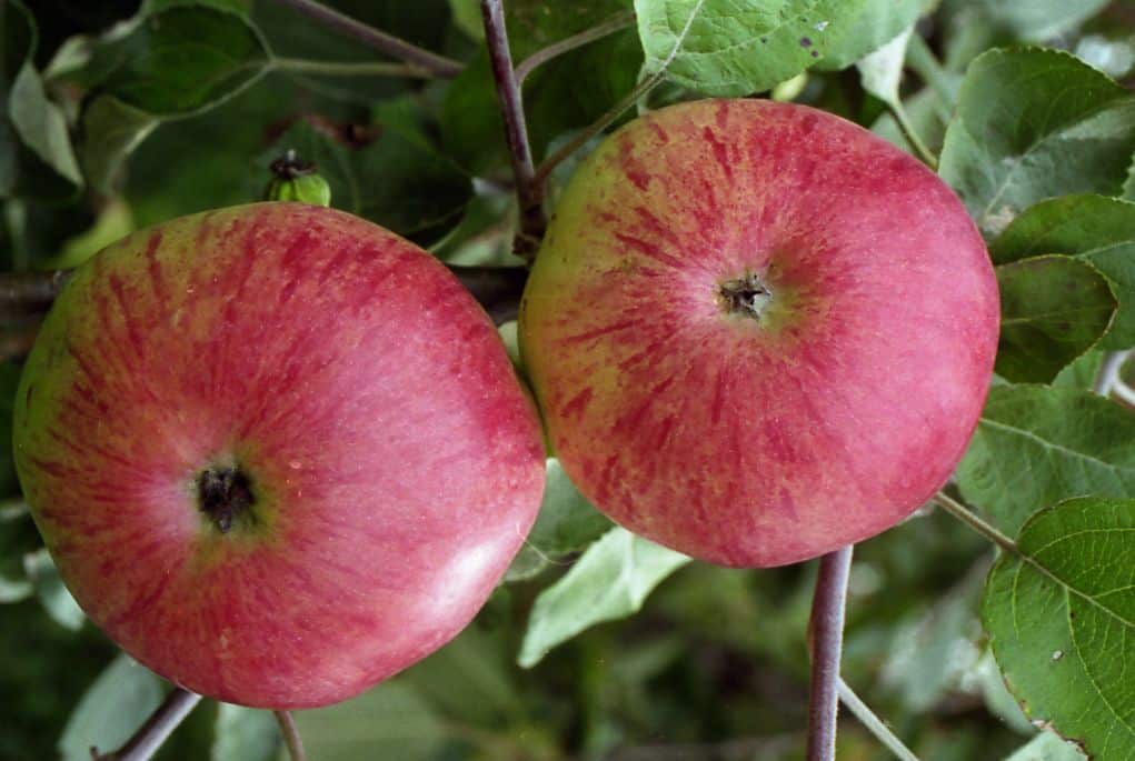 ต้นแอปเปิ้ล bolotovskoe