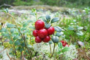 การปลูกและดูแล lingonberries ในสวนการขยายพันธุ์และการเพาะปลูกในประเทศ