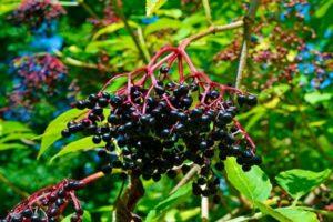 Sadzenie i pielęgnacja czarnego bzu, opis odmian, rozmnażanie i uprawa