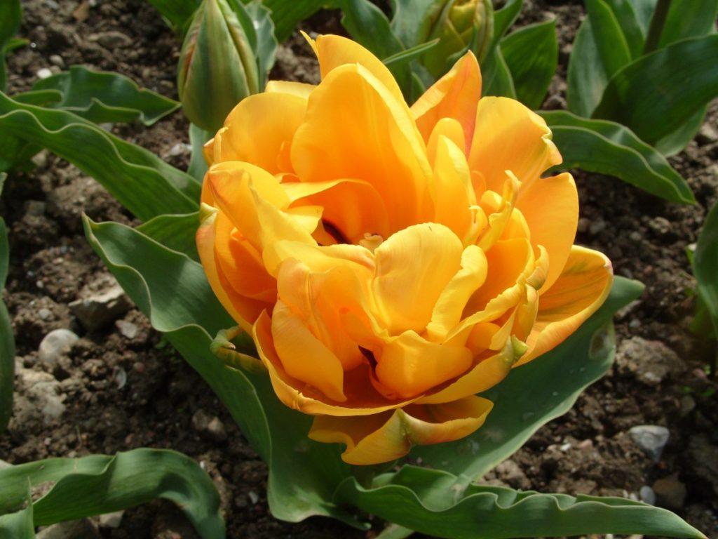 hoa tulip kép Freeman