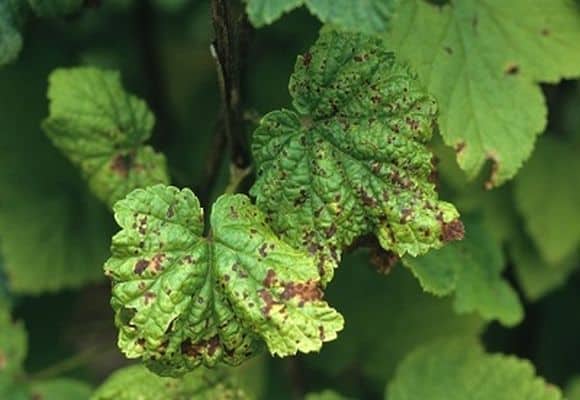 Anthracnose currant