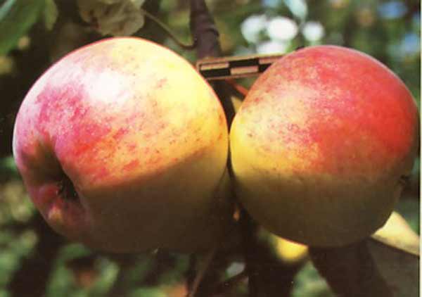 bolotovskoe omenapuu