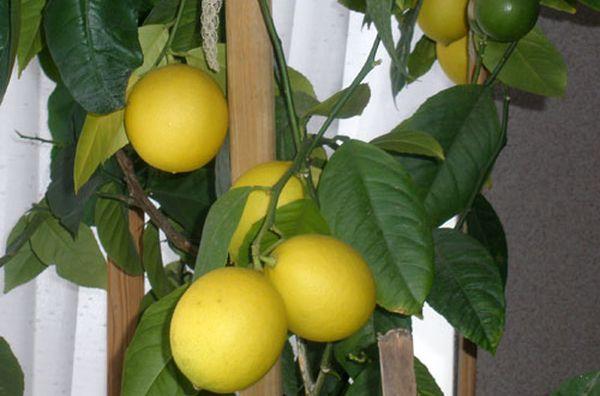 limone di meyer