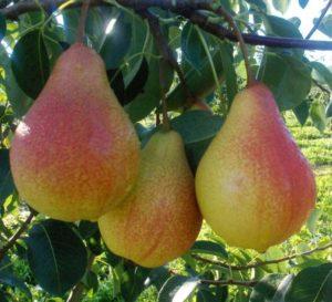 Description and characteristics of pears of the Lyubimitsa Klappa variety, planting, growing and care