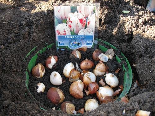 výsadba tulipánov