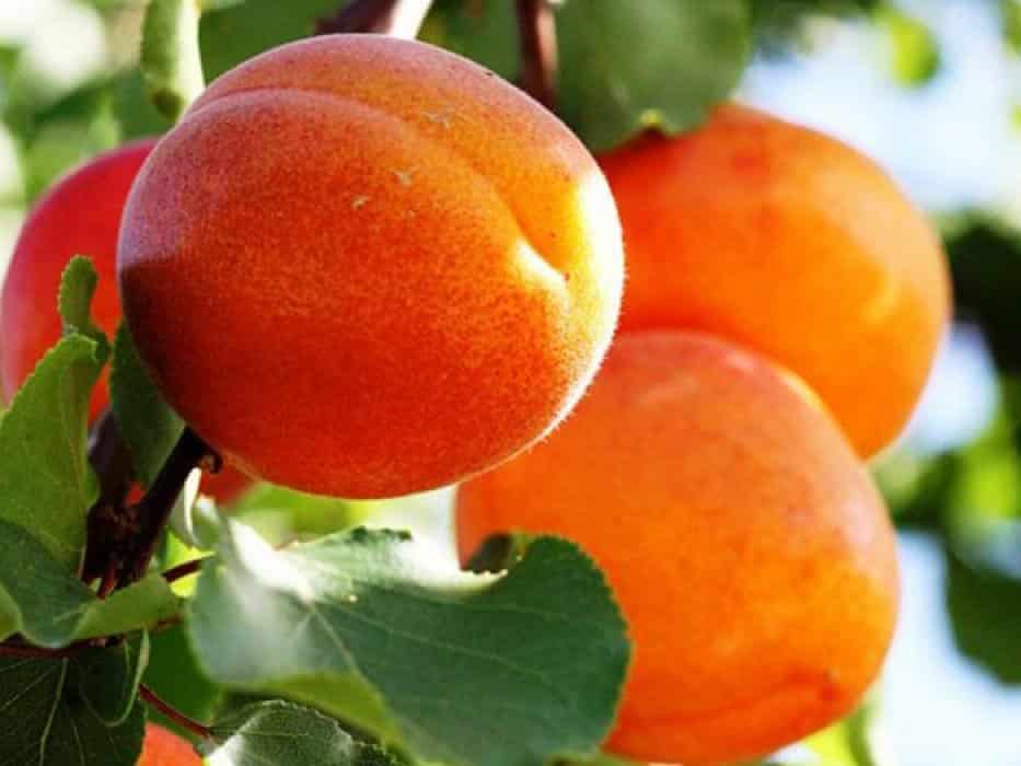 aprikožu hargrand