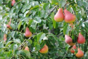 Descripció i característiques de les varietats de pera Abbot Vettel, plantació, cultiu i cura