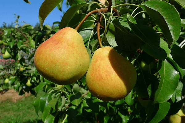 Obst am Baum